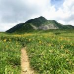 別山 美濃禅定道 別山平 ニッコウキスゲ